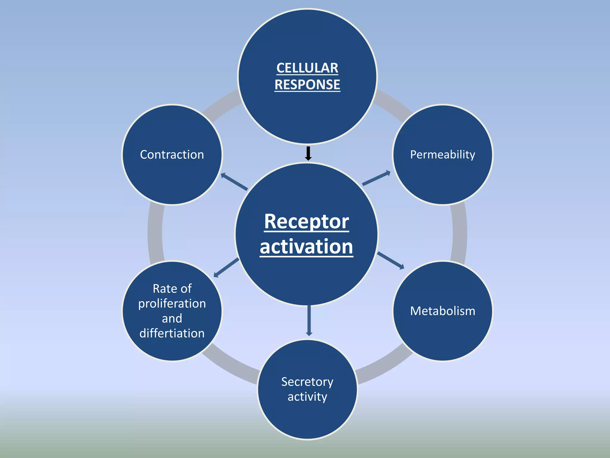 Receptor
activation
CELLULAR
RESPONSE
Permeability
Metabolism
Secretory
activity
Rate of
proliferation
and
differtiation
Contraction
 