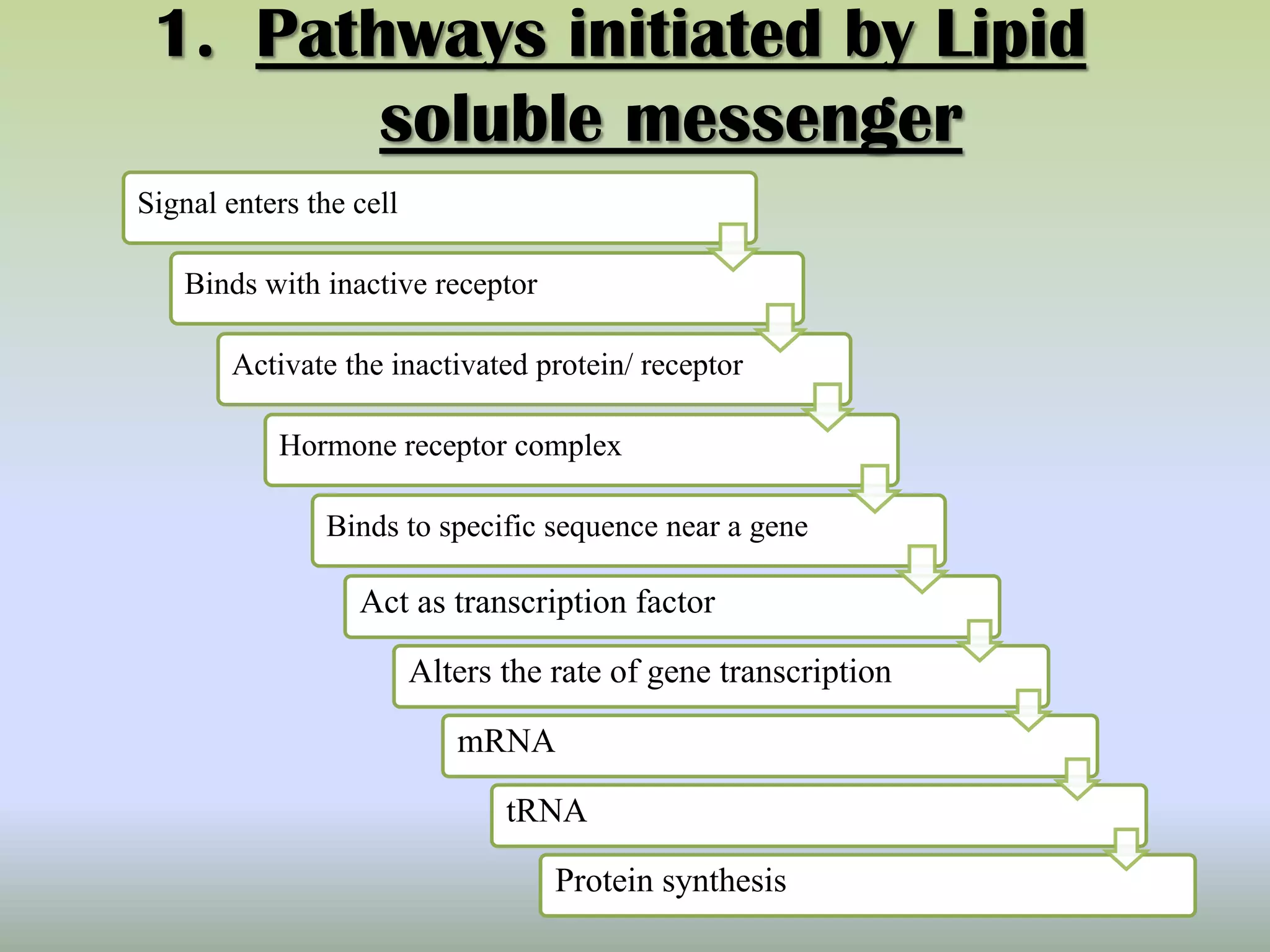 1. Pathways initiated by Lipid
soluble messenger
Signal enters the cell
Binds with inactive receptor
Activate the inactivated protein/ receptor
Hormone receptor complex
Binds to specific sequence near a gene
Act as transcription factor
Alters the rate of gene transcription
mRNA
tRNA
Protein synthesis
 