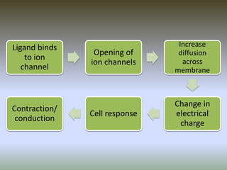 Ligand binds
to ion
channel
Opening of
ion channels
Increase
diffusion
across
membrane
Change in
electrical
charge
Cell response
Contraction/
conduction
 