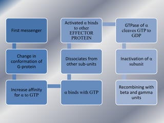 First messenger
Change in
conformation of
G-protein
Increase affinity
for α to GTP
α binds with GTP
Dissociates from
other sub-units
Activated α binds
to other
EFFECTOR
PROTEIN
GTPase of α
cleaves GTP to
GDP
Inactivation of α
subunit
Recombining with
beta and gamma
units
 