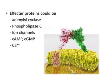 • Effecter proteins could be
- adenylyl cyclase
- Phospholipase C
- Ion channels
- cAMP, cGMP
- Ca++
 