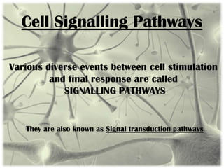 Cell Signalling Pathways
Various diverse events between cell stimulation
and final response are called
SIGNALLING PATHWAYS
They are also known as Signal transduction pathways
 