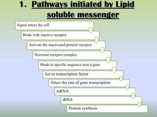 1. Pathways initiated by Lipid
soluble messenger
Signal enters the cell
Binds with inactive receptor
Activate the inactivated protein/ receptor
Hormone receptor complex
Binds to specific sequence near a gene
Act as transcription factor
Alters the rate of gene transcription
mRNA
tRNA
Protein synthesis
 