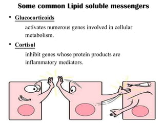 Some common Lipid soluble messengers
• Glucocorticoids
activates numerous genes involved in cellular
metabolism.
• Cortisol
inhibit genes whose protein products are
inflammatory mediators.
 