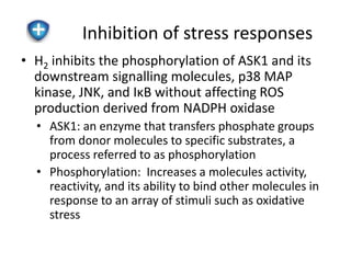 Inhibition of stress responses 
• H2 inhibits the phosphorylation of ASK1 and its 
downstream signalling molecules, p38 MAP 
kinase, JNK, and IκB without affecting ROS 
production derived from NADPH oxidase 
• ASK1: an enzyme that transfers phosphate groups 
from donor molecules to specific substrates, a 
process referred to as phosphorylation 
• Phosphorylation: Increases a molecules activity, 
reactivity, and its ability to bind other molecules in 
response to an array of stimuli such as oxidative 
stress 
 