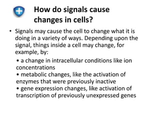 How do signals cause 
changes in cells? 
• Signals may cause the cell to change what it is 
doing in a variety of ways. Depending upon the 
signal, things inside a cell may change, for 
example, by: 
• a change in intracellular conditions like ion 
concentrations 
• metabolic changes, like the activation of 
enzymes that were previously inactive 
• gene expression changes, like activation of 
transcription of previously unexpressed genes 
 