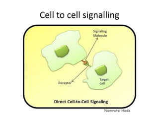 Cell to cell signalling 
 