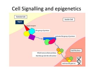 Cell Signalling and epigenetics 
 