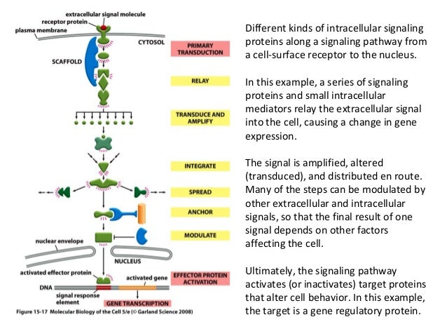 Cell signalling