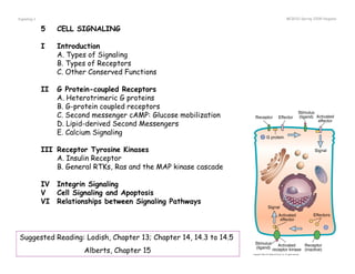 Signaling 1 MCB110-Spring 2008-Nogales 
5 CELL SIGNALING 
I Introduction 
A. Types of Signaling 
B. Types of Receptors 
C. Other Conserved Functions 
II G Protein-coupled Receptors 
A. Heterotrimeric G proteins 
B. G-protein coupled receptors 
C. Second messenger cAMP: Glucose mobilization 
D. Lipid-derived Second Messengers 
E. Calcium Signaling 
III Receptor Tyrosine Kinases 
A. Insulin Receptor 
B. General RTKs, Ras and the MAP kinase cascade 
IV Integrin Signaling 
V Cell Signaling and Apoptosis 
VI Relationships between Signaling Pathways 
Suggested Reading: Lodish, Chapter 13; Chapter 14, 14.3 to 14.5 
Alberts, Chapter 15 
 