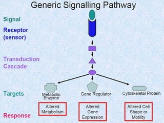 Signal Transduction Pathway Cancer