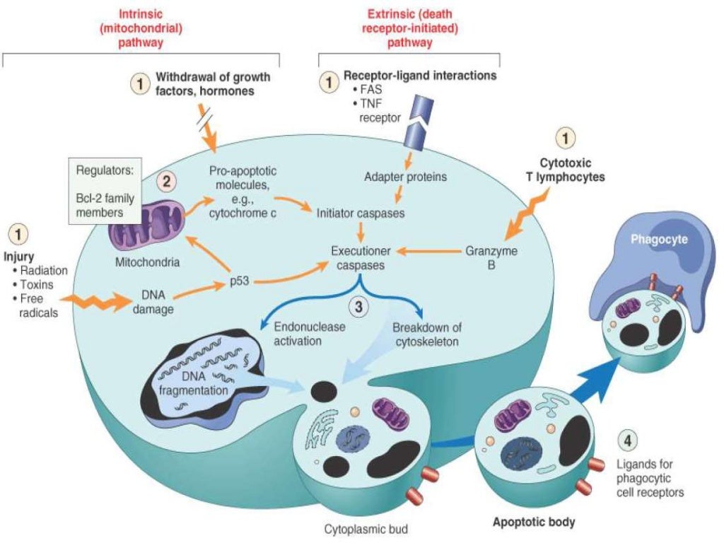 Signal Transduction in cancer