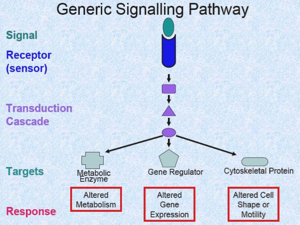 Signal Transduction in cancer