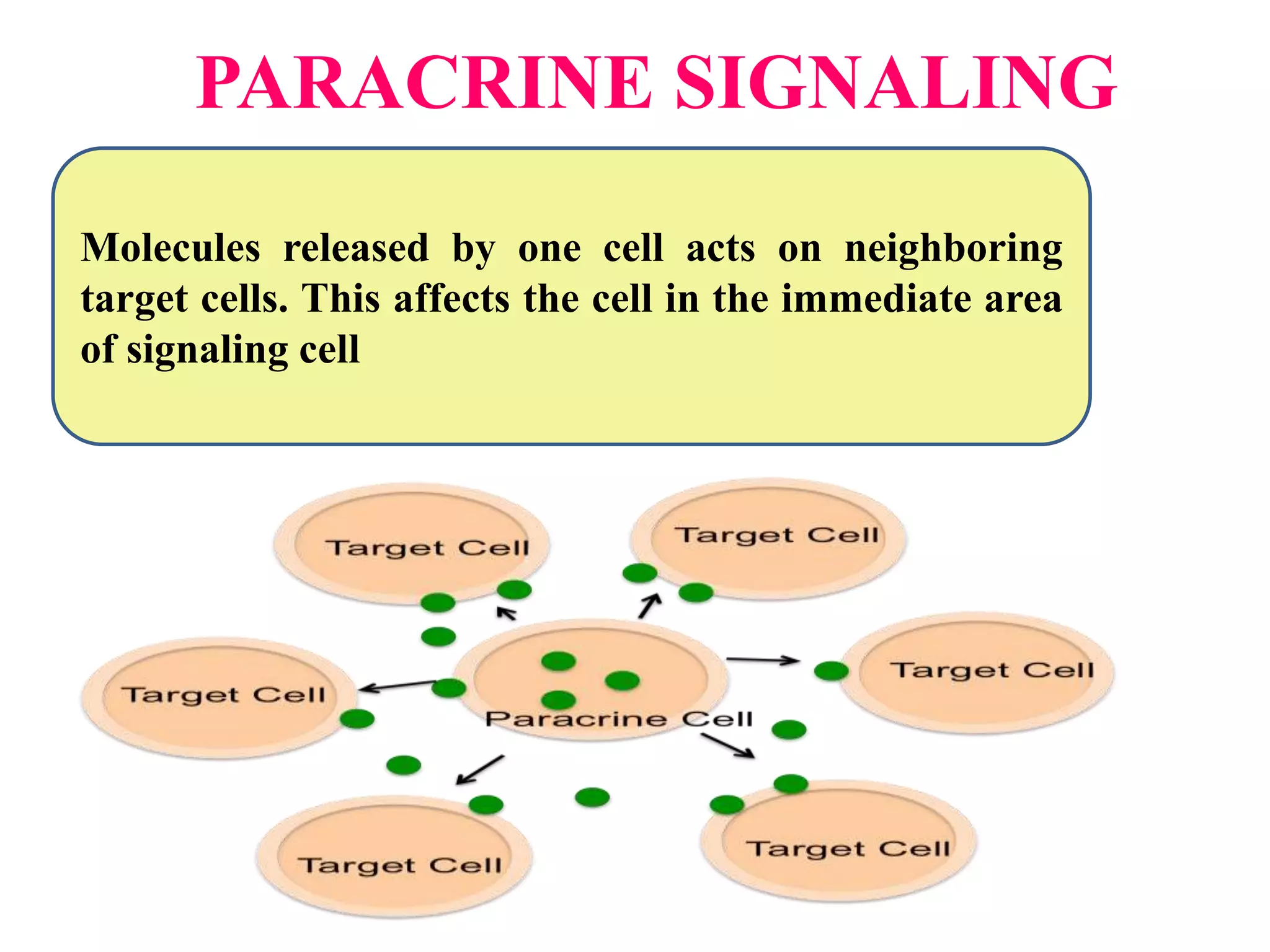 PARACRINE SIGNALING
Molecules released by one cell acts on neighboring
target cells. This affects the cell in the immediate area
of signaling cell
 