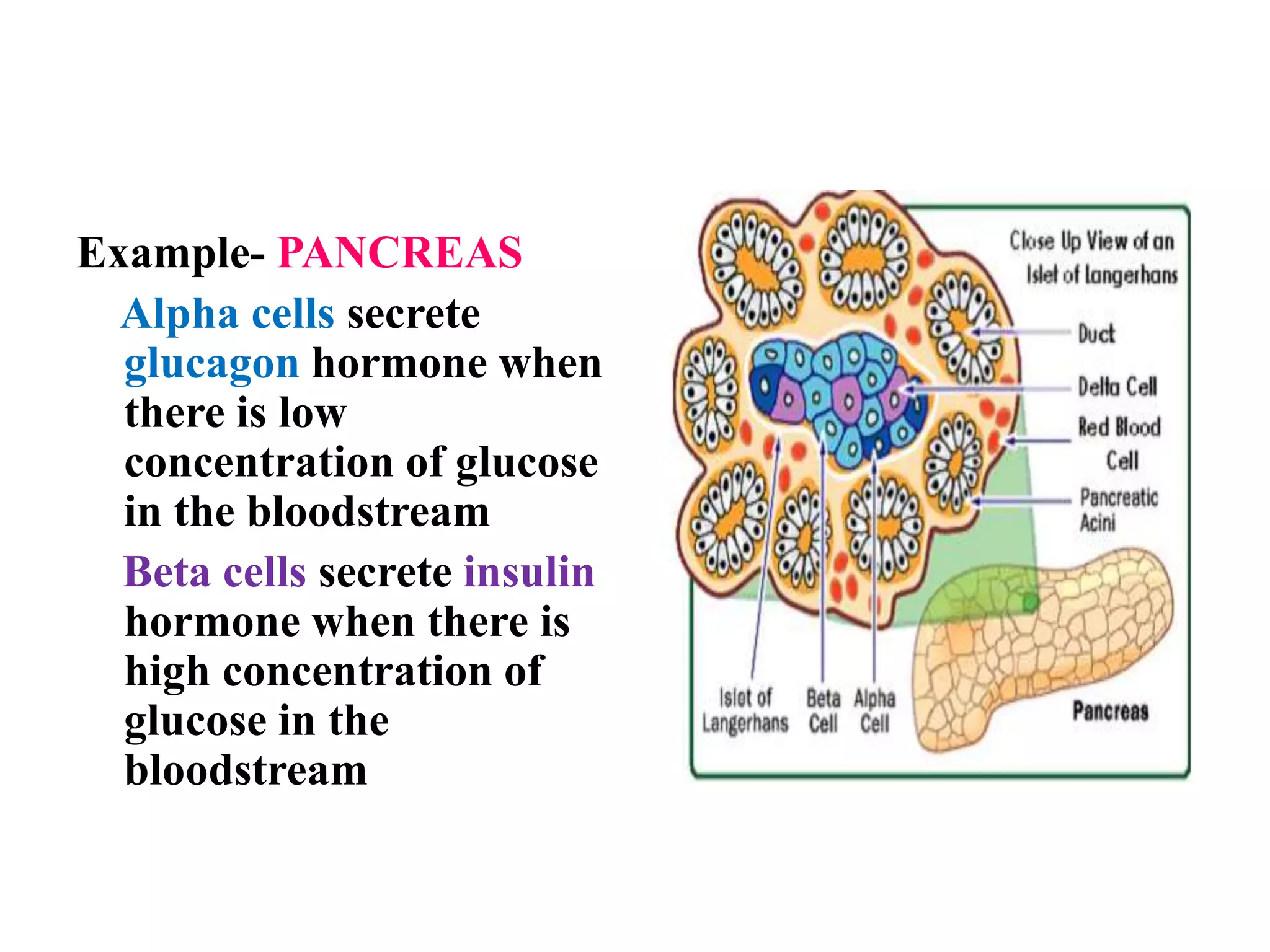Example- PANCREAS
Alpha cells secrete
glucagon hormone when
there is low
concentration of glucose
in the bloodstream
Beta cells secrete insulin
hormone when there is
high concentration of
glucose in the
bloodstream
 