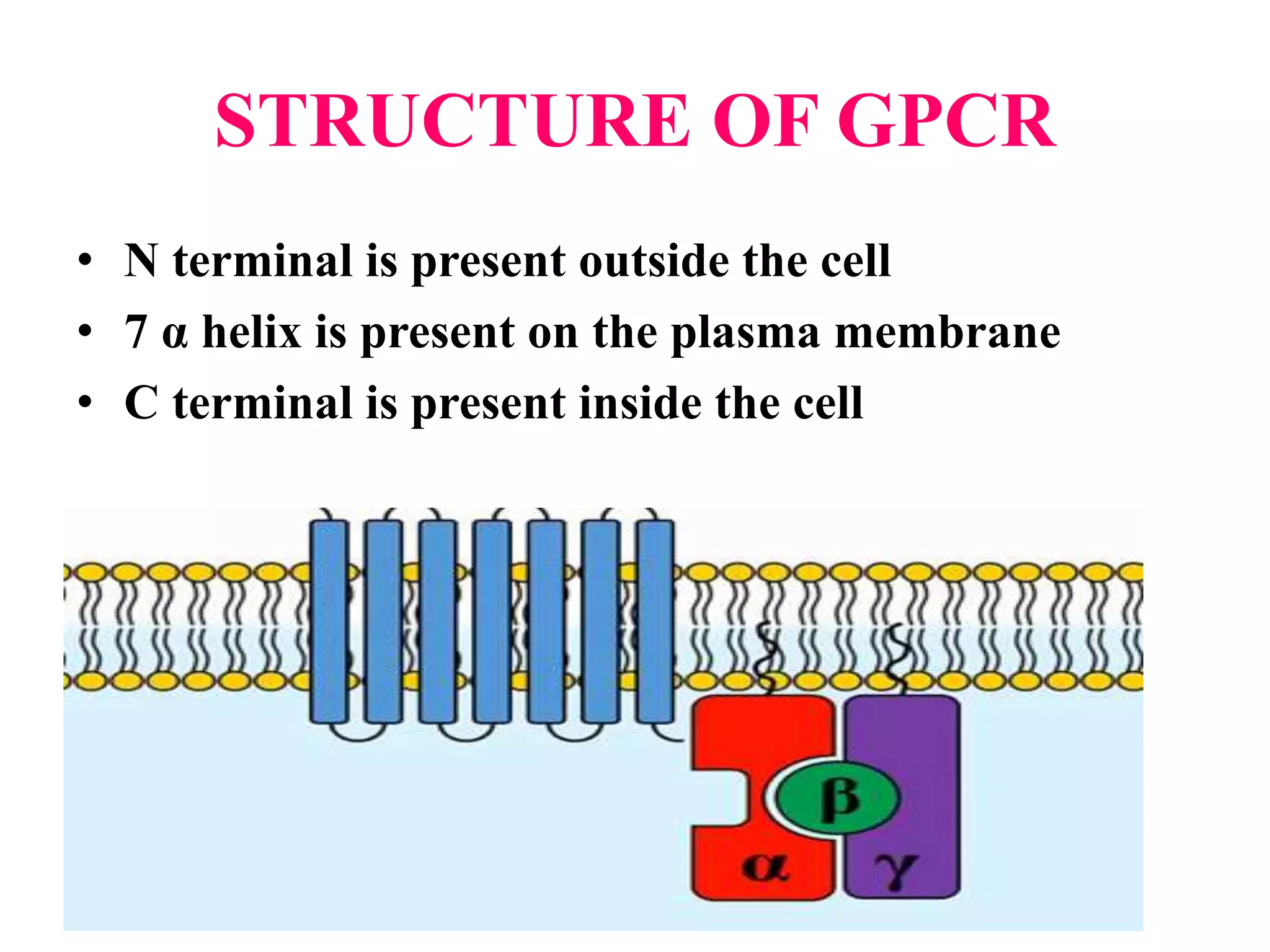 STRUCTURE OF GPCR
• N terminal is present outside the cell
• 7 α helix is present on the plasma membrane
• C terminal is present inside the cell
 