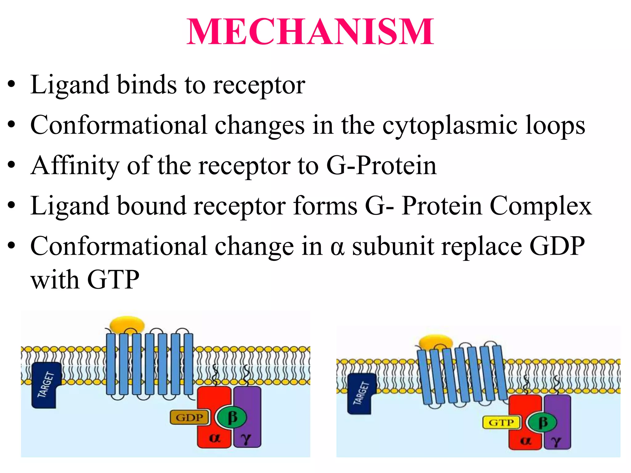 MECHANISM
• Ligand binds to receptor
• Conformational changes in the cytoplasmic loops
• Affinity of the receptor to G-Protein
• Ligand bound receptor forms G- Protein Complex
• Conformational change in α subunit replace GDP
with GTP
 