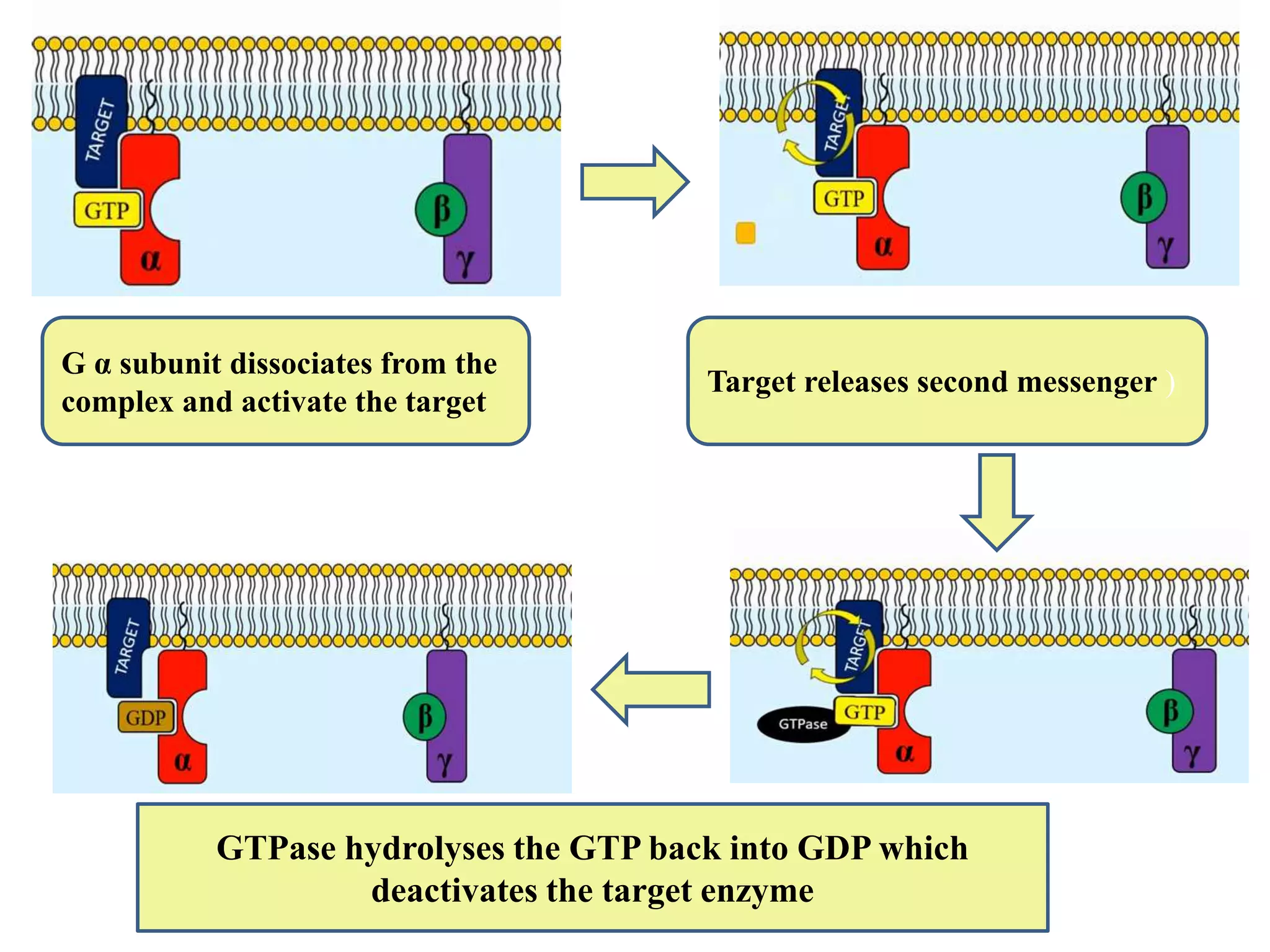 G α subunit dissociates from the
complex and activate the target
Target releases second messenger )
GTPase hydrolyses the GTP back into GDP which
deactivates the target enzyme
 