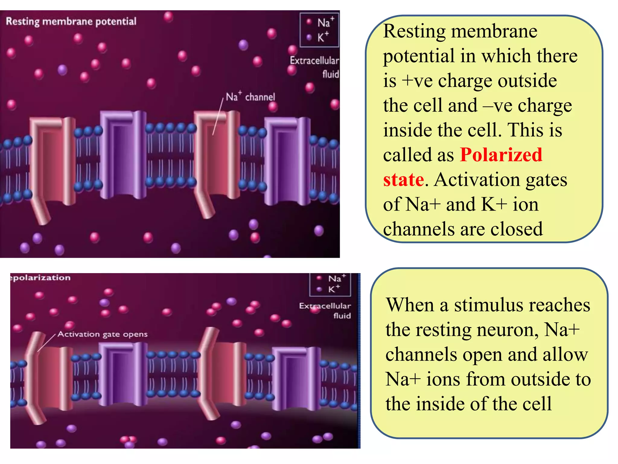 Resting membrane
potential in which there
is +ve charge outside
the cell and –ve charge
inside the cell. This is
called as Polarized
state. Activation gates
of Na+ and K+ ion
channels are closed
When a stimulus reaches
the resting neuron, Na+
channels open and allow
Na+ ions from outside to
the inside of the cell
 