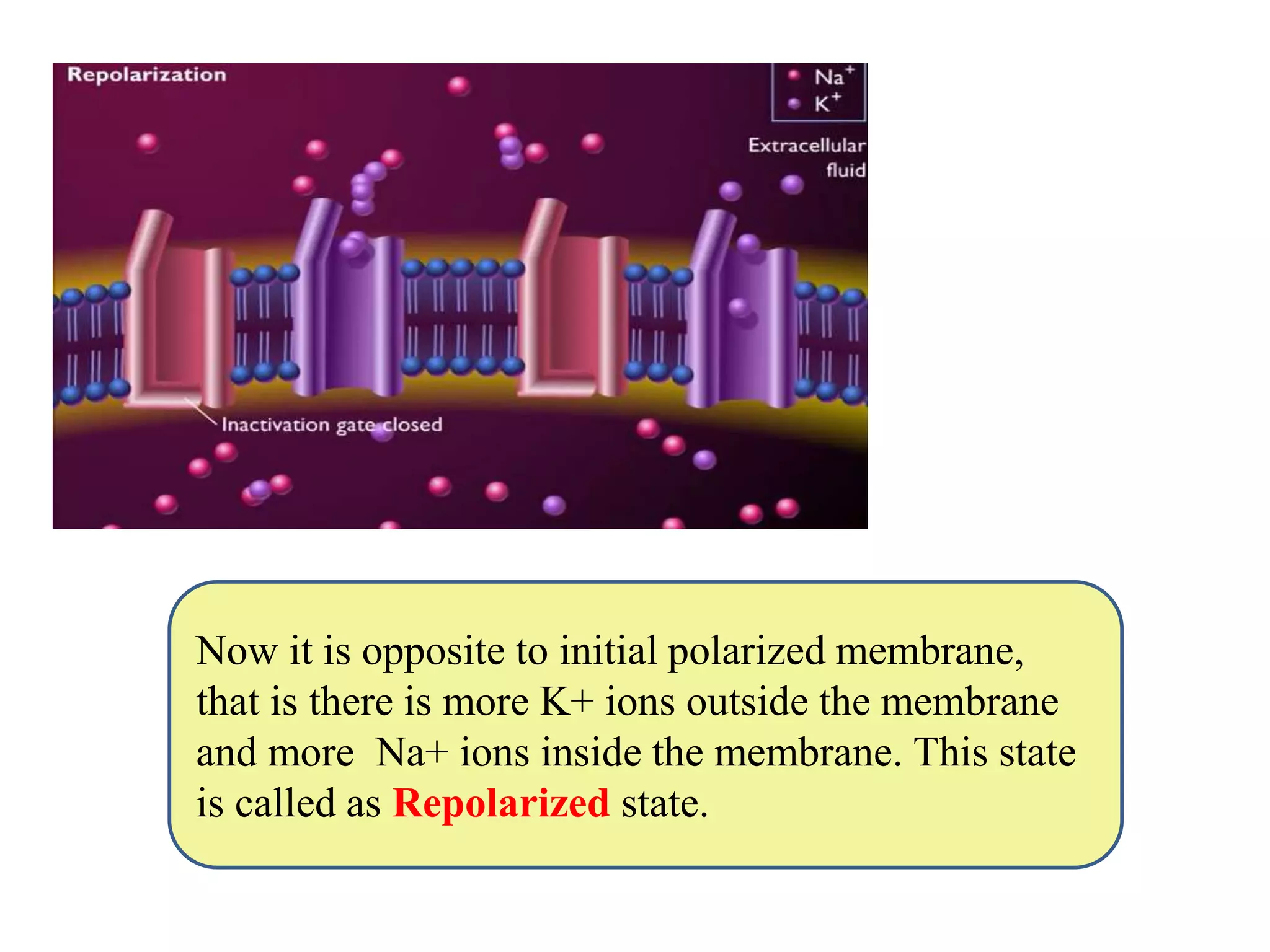 Now it is opposite to initial polarized membrane,
that is there is more K+ ions outside the membrane
and more Na+ ions inside the membrane. This state
is called as Repolarized state.
 