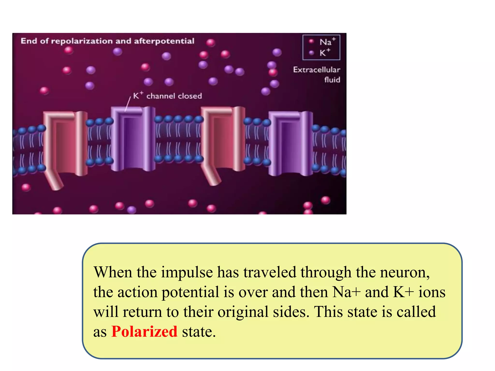 When the impulse has traveled through the neuron,
the action potential is over and then Na+ and K+ ions
will return to their original sides. This state is called
as Polarized state.
 