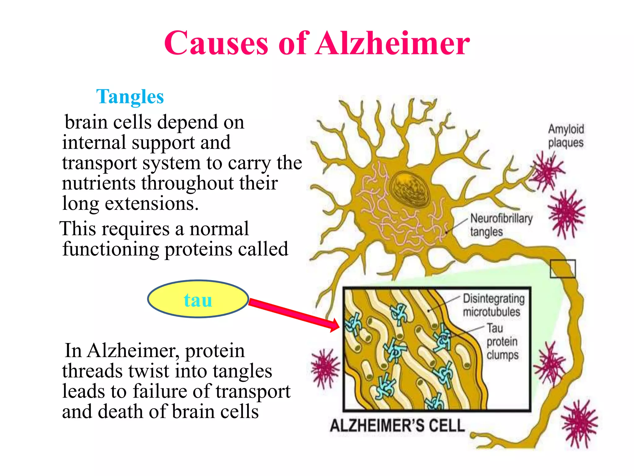 Causes of Alzheimer
Tangles
brain cells depend on
internal support and
transport system to carry the
nutrients throughout their
long extensions.
This requires a normal
functioning proteins called
In Alzheimer, protein
threads twist into tangles
leads to failure of transport
and death of brain cells
tau
 