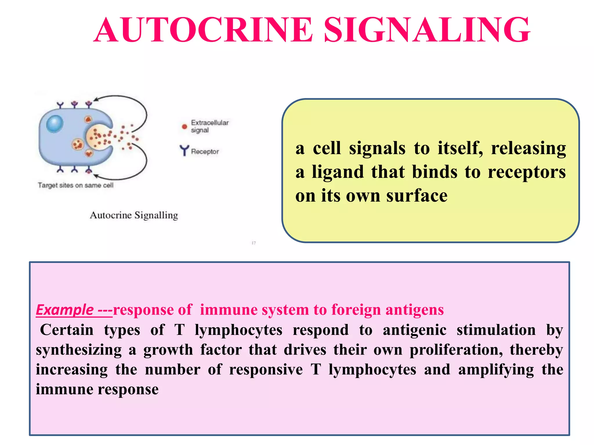 AUTOCRINE SIGNALING
a cell signals to itself, releasing
a ligand that binds to receptors
on its own surface
Example ---response of immune system to foreign antigens
Certain types of T lymphocytes respond to antigenic stimulation by
synthesizing a growth factor that drives their own proliferation, thereby
increasing the number of responsive T lymphocytes and amplifying the
immune response
 