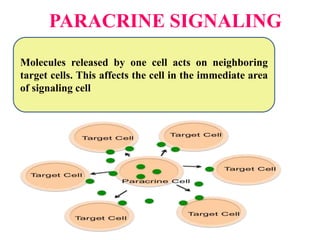 PARACRINE SIGNALING
Molecules released by one cell acts on neighboring
target cells. This affects the cell in the immediate area
of signaling cell
 