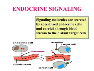 ENDOCRINE SIGNALING
Signaling molecules are secreted
by specialized endocrine cells
and carried through blood
stream to the distant target cells
 