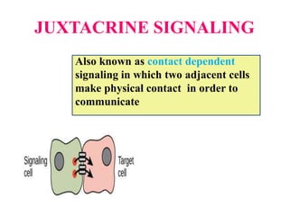 JUXTACRINE SIGNALING
Also known as contact dependent
signaling in which two adjacent cells
make physical contact in order to
communicate
 