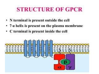 STRUCTURE OF GPCR
• N terminal is present outside the cell
• 7 α helix is present on the plasma membrane
• C terminal is present inside the cell
 
