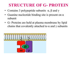 STRUCTURE OF G- PROTEIN
• Contains 3 polypeptide subunits α, β and γ
• Guanine nucleotide binding site is present on α
subunit
• G- Proteins are held at plasma membrane by lipid
chains that covalently attached to α and γ subunits
 