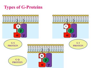Types of G-Proteins
S I
Q
G S
PROTEIN
G I
PROTEIN
G Q
PROTEIN
 