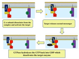 G α subunit dissociates from the
complex and activate the target
Target releases second messenger )
GTPase hydrolyses the GTP back into GDP which
deactivates the target enzyme
 