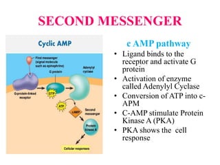 SECOND MESSENGER
c AMP pathway
• Ligand binds to the
receptor and activate G
protein
• Activation of enzyme
called Adenylyl Cyclase
• Conversion of ATP into c-
APM
• C-AMP stimulate Protein
Kinase A (PKA)
• PKA shows the cell
response
 