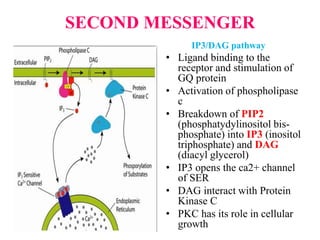 SECOND MESSENGER
IP3/DAG pathway
• Ligand binding to the
receptor and stimulation of
GQ protein
• Activation of phospholipase
c
• Breakdown of PIP2
(phosphatydylinositol bis-
phosphate) into IP3 (inositol
triphosphate) and DAG
(diacyl glycerol)
• IP3 opens the ca2+ channel
of SER
• DAG interact with Protein
Kinase C
• PKC has its role in cellular
growth
 