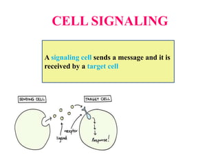 CELL SIGNALING
A signaling cell sends a message and it is
received by a target cell
 