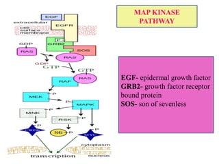 MAP KINASE
PATHWAY
EGF- epidermal growth factor
GRB2- growth factor receptor
bound protein
SOS- son of sevenless
 