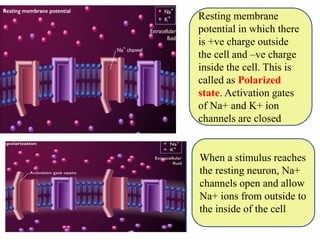 Resting membrane
potential in which there
is +ve charge outside
the cell and –ve charge
inside the cell. This is
called as Polarized
state. Activation gates
of Na+ and K+ ion
channels are closed
When a stimulus reaches
the resting neuron, Na+
channels open and allow
Na+ ions from outside to
the inside of the cell
 