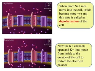 When more Na+ ions
move into the cell, inside
become more +ve and
this state is called as
depolarization of the
cell
Now the K+ channels
open and K+ ions move
from inside to the
outside of the cell to
restore the electrical
balance
 