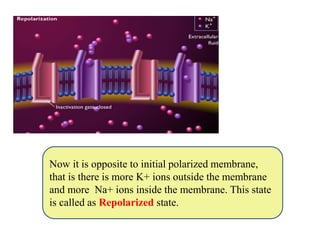 Now it is opposite to initial polarized membrane,
that is there is more K+ ions outside the membrane
and more Na+ ions inside the membrane. This state
is called as Repolarized state.
 