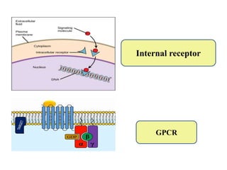 Internal receptor
GPCR
 