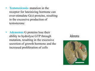 • Testotoxicosis- mutation in the
receptor for luteinizing hormone can
over-stimulate G(s) proteins, resulting
in the excessive production of
testosterone
• Adenomas G proteins lose their
ability to hydrolyse GTP through
mutation, resulting in the excessive
secretion of growth hormone and the
increased proliferation of cells
 