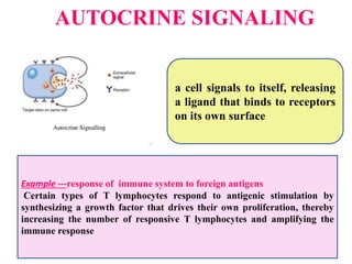 AUTOCRINE SIGNALING
a cell signals to itself, releasing
a ligand that binds to receptors
on its own surface
Example ---response of immune system to foreign antigens
Certain types of T lymphocytes respond to antigenic stimulation by
synthesizing a growth factor that drives their own proliferation, thereby
increasing the number of responsive T lymphocytes and amplifying the
immune response
 