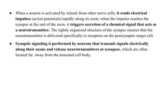 ● When a neuron is activated by stimuli from other nerve cells, it sends electrical
impulses (action potentials) rapidly along its axon; when the impulse reaches the
synapse at the end of the axon, it triggers secretion of a chemical signal that acts as
a neurotransmitter. The tightly organized structure of the synapse ensures that the
neurotransmitter is delivered specifically to receptors on the postsynaptic target cell.
● Synaptic signaling is performed by neurons that transmit signals electrically
along their axons and release neurotransmitters at synapses, which are often
located far away from the neuronal cell body.
 
