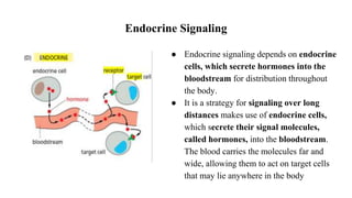 Endocrine Signaling
● Endocrine signaling depends on endocrine
cells, which secrete hormones into the
bloodstream for distribution throughout
the body.
● It is a strategy for signaling over long
distances makes use of endocrine cells,
which secrete their signal molecules,
called hormones, into the bloodstream.
The blood carries the molecules far and
wide, allowing them to act on target cells
that may lie anywhere in the body
 
