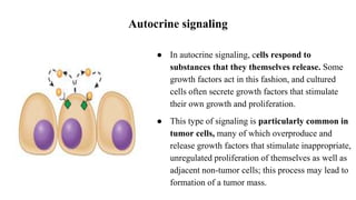 Autocrine signaling
● In autocrine signaling, cells respond to
substances that they themselves release. Some
growth factors act in this fashion, and cultured
cells often secrete growth factors that stimulate
their own growth and proliferation.
● This type of signaling is particularly common in
tumor cells, many of which overproduce and
release growth factors that stimulate inappropriate,
unregulated proliferation of themselves as well as
adjacent non-tumor cells; this process may lead to
formation of a tumor mass.
 