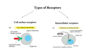 Types of Receptors
Cell surface receptors Intracellular receptors
 