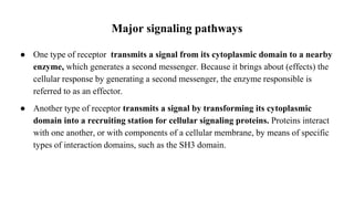 Major signaling pathways
● One type of receptor transmits a signal from its cytoplasmic domain to a nearby
enzyme, which generates a second messenger. Because it brings about (effects) the
cellular response by generating a second messenger, the enzyme responsible is
referred to as an effector.
● Another type of receptor transmits a signal by transforming its cytoplasmic
domain into a recruiting station for cellular signaling proteins. Proteins interact
with one another, or with components of a cellular membrane, by means of specific
types of interaction domains, such as the SH3 domain.
 