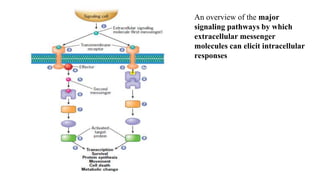An overview of the major
signaling pathways by which
extracellular messenger
molecules can elicit intracellular
responses
 